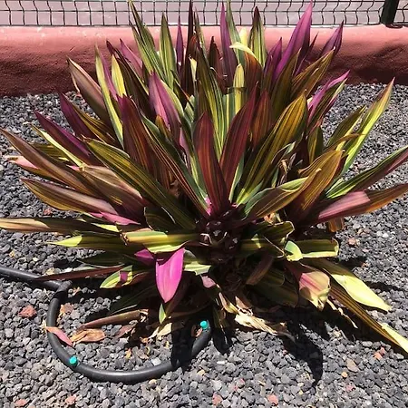 Apartamento Con Piscina Cerca De Puerto Colon Costa Adeje (Tenerife)